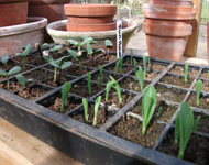 grow seedlings in a glass house greenhouse or cold frame